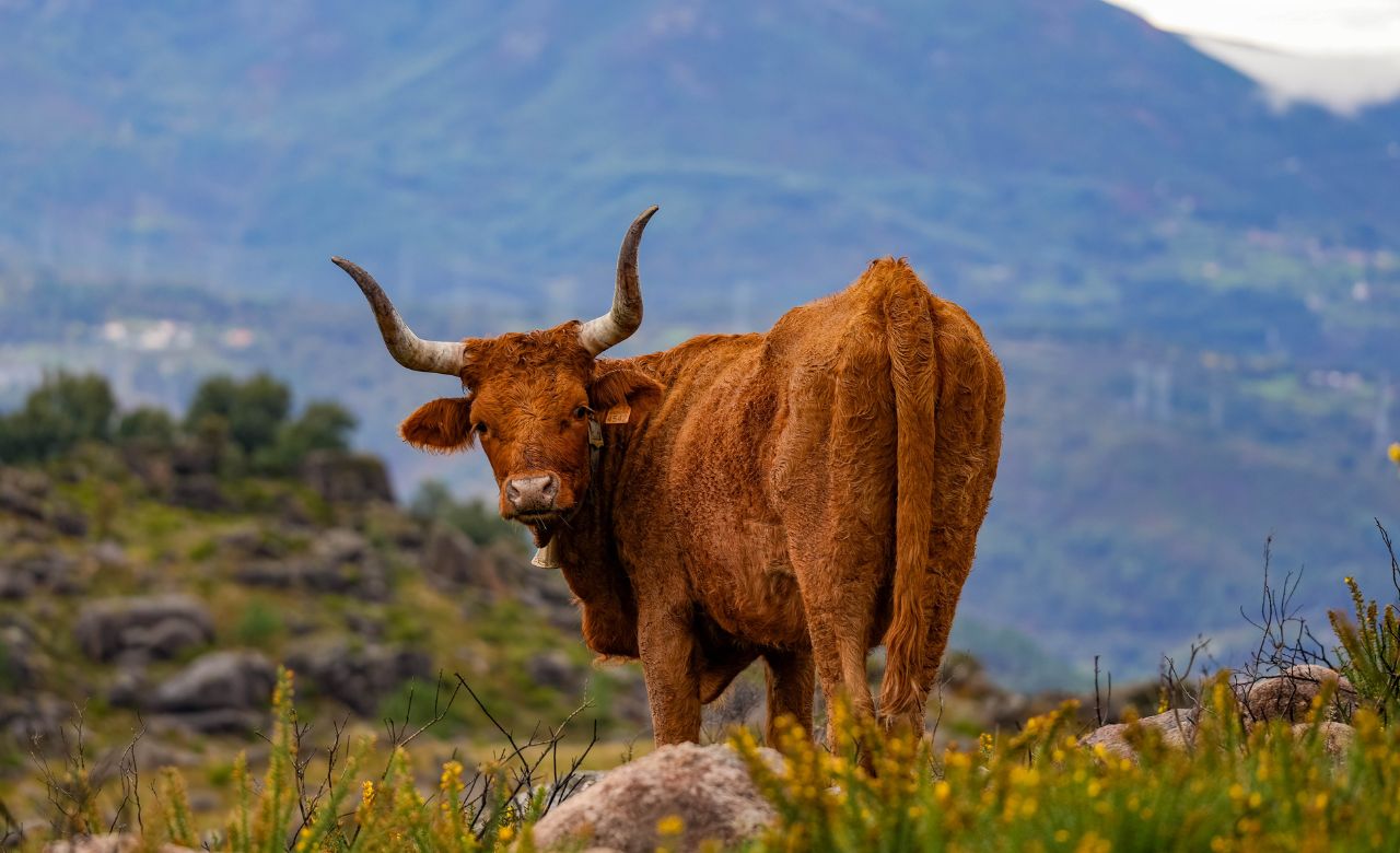 Gerês Dag 7 van Caminho da Geira e dos Arrieiros | 16-daagse wandelreis, natuurlijk bij Portucale.