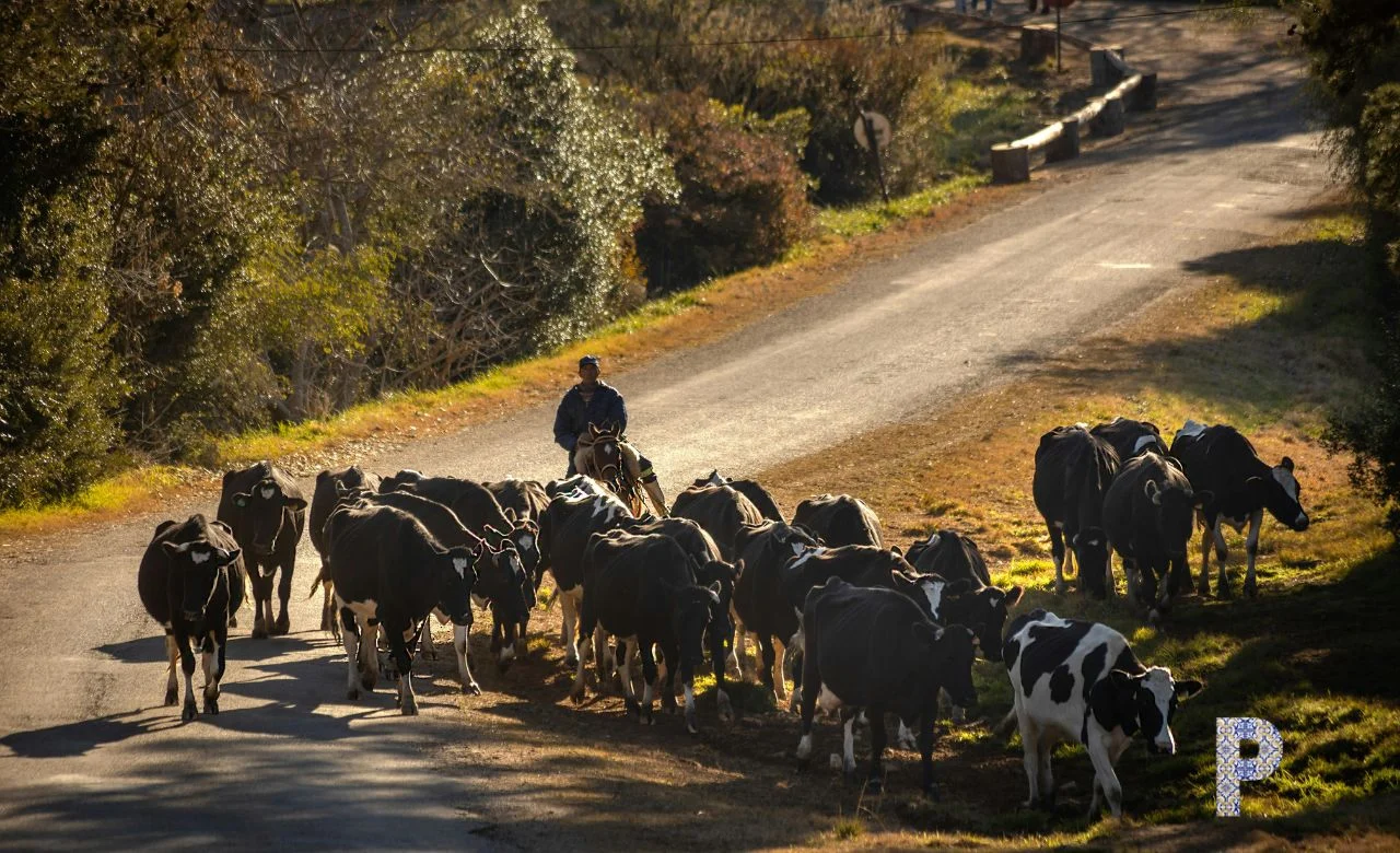 camino2 Dag 12 van Caminho da Geira e dos Arrieiros | 16-daagse wandelreis, natuurlijk bij Portucale.