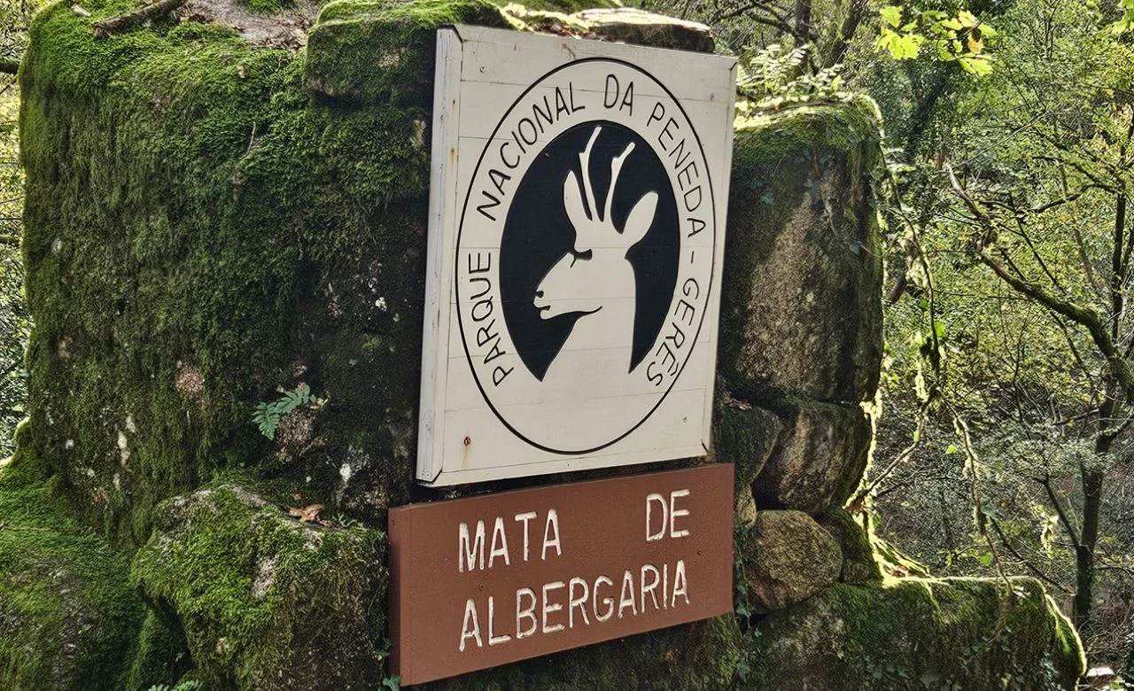 mata de albergaria Dag 4 van Caminho da Geira e dos Arrieiros | 16-daagse wandelreis, natuurlijk bij Portucale.