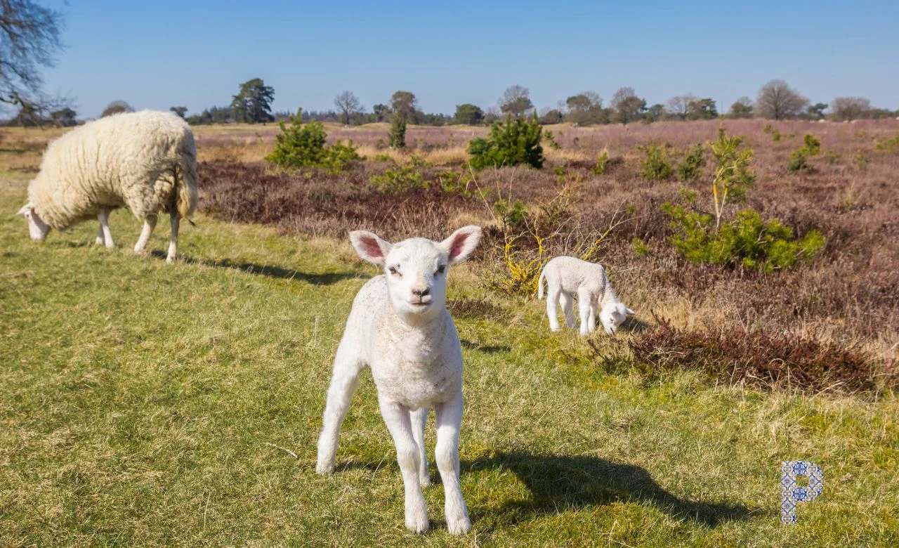Dag 1 van A Taste of Portucale – gratis kennismakingswandeling, natuurlijk bij Portucale.